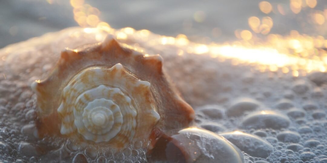 A shell on the beach representing the golden ratio.